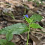 Commelina ensifolia 整株植物