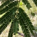 Albizia niopoides Foglia