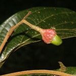 Ocotea mollifolia Fruitua