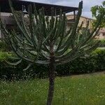 Euphorbia triangularis Leaf