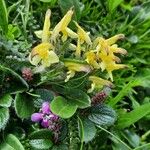 Pedicularis oederi Flower