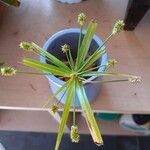 Cyperus alopecuroides Листок