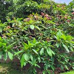 Plumeria rubraCostuma