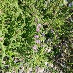 Mentha pulegium Habit