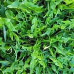 Taraxacum officinale Leaf