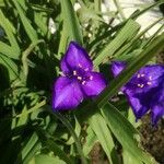 Tradescantia × andersoniana Flower