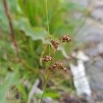 Juncus compressus Frukto