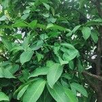 Syzygium samarangense Листок