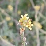 Sisymbrium officinale Flor