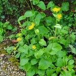 Doronicum caucasicum ഇല