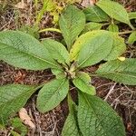 Pentanema squarrosum Leaf