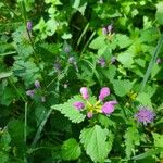 Lamium maculatum葉