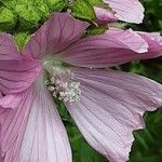 Malva alcea Flower