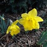 Narcissus pseudonarcissus Flor