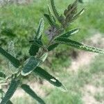 Sphaeralcea angustifolia Hoja