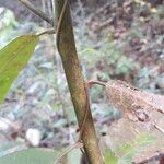 Oxydendrum arboreum кора