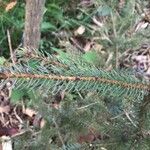 Picea mariana Blatt