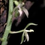 Notylia aromatica Flor