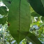 Myrcia neoforsteri Leaf