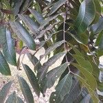 Zanthoxylum usambarense 葉