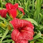 Hemerocallis minor Цветок