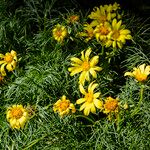 Coreopsis gigantea पत्ता