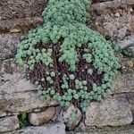 Rhodiola pachyclados Φύλλο