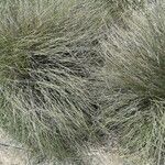 Muhlenbergia rigens Costuma