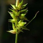 Carex muricata Fruit