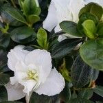 Rhododendron indicum Leaf