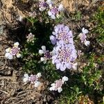 Iberis procumbens Kukka