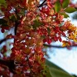 Cassia nealiae Flor