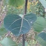 Populus tremuloides Blad