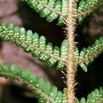 Dryopteris oreades Other