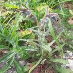 Nonea vesicaria Hábito