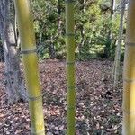 Phyllostachys vivax Bark