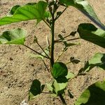 Ipomoea carnea Blatt