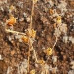 Wahlenbergia lobelioides Fruit