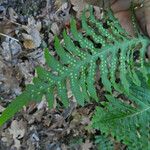 Polypodium californicum Hábito