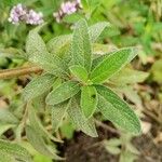 Salvia leucantha Blad