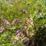 Penstemon australis 花