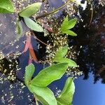 Menyanthes trifoliata Leaf