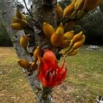 Castanospermum australe Floare