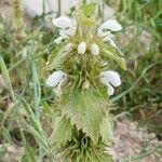 Lamium moschatum Flower