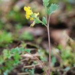 Corydalis flavula Habit