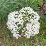 Sambucus canadensis Flors