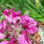 Pedicularis cenisia Flower