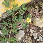 Kallstroemia maxima Flower