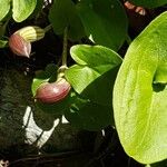 Arisarum vulgare Kvet