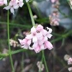 Asperula cynanchica Flor